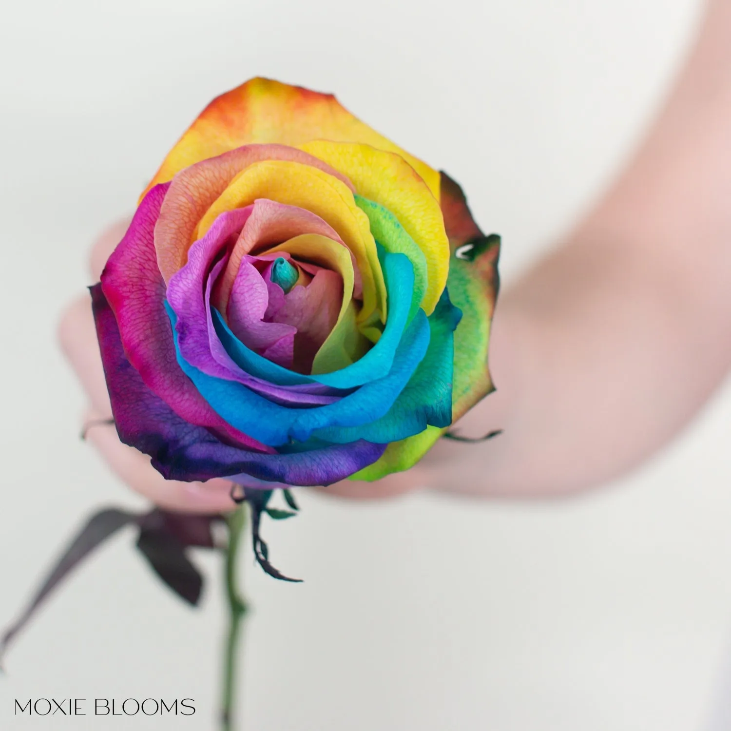 Rainbow Novelty Roses