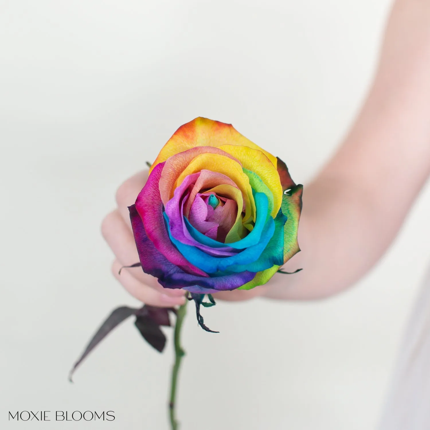 Rainbow Novelty Roses