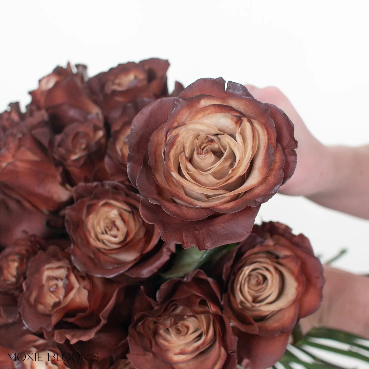 Truffle Novelty Roses